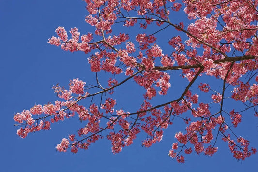 The cherry blossoms