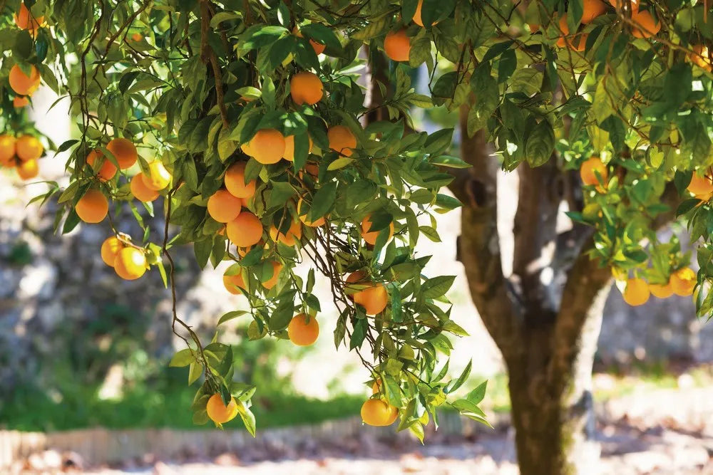 Orange tree