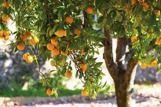 Orange tree