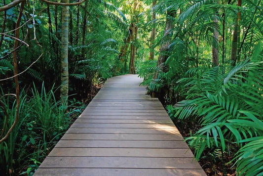 The road in the rain forest