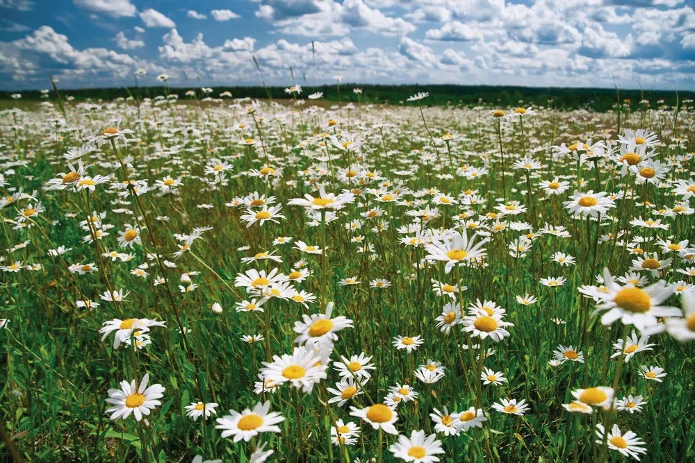 Field of daisies