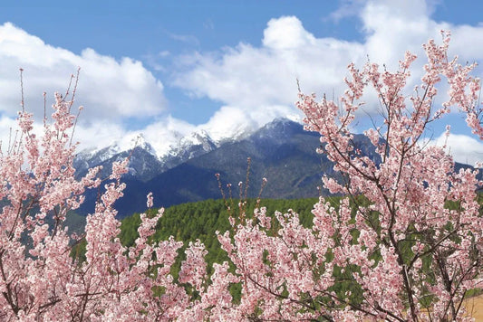 The cherry blossoms