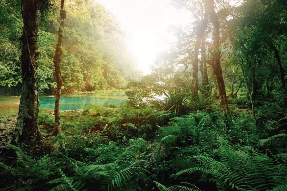 The river in the rainforest