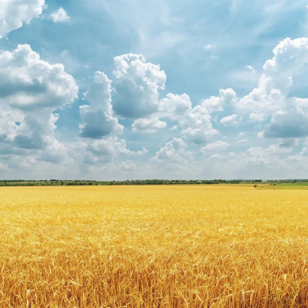 Wheat field