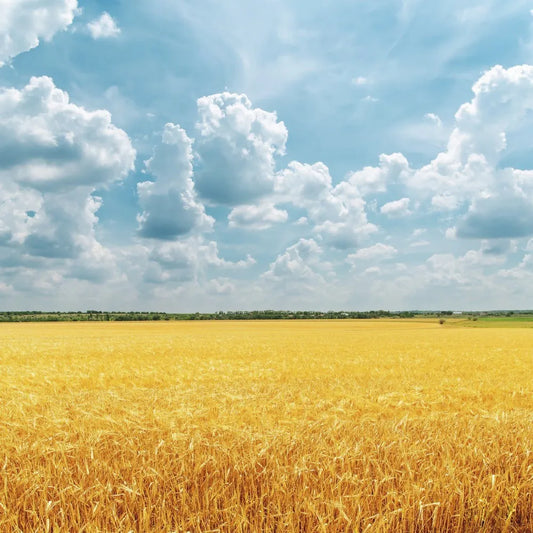 Wheat field