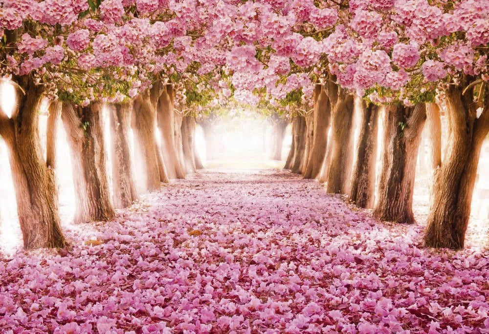 Avenue of flowering trees