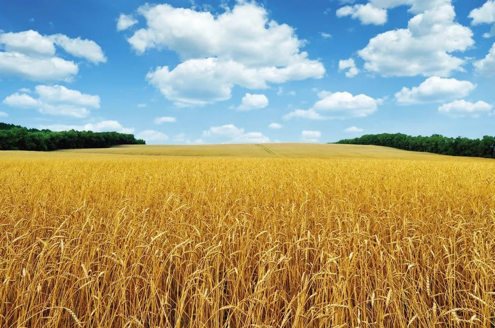 Wheat field