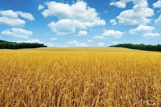 Wheat field