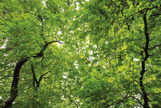 The branches of the trees in the forest