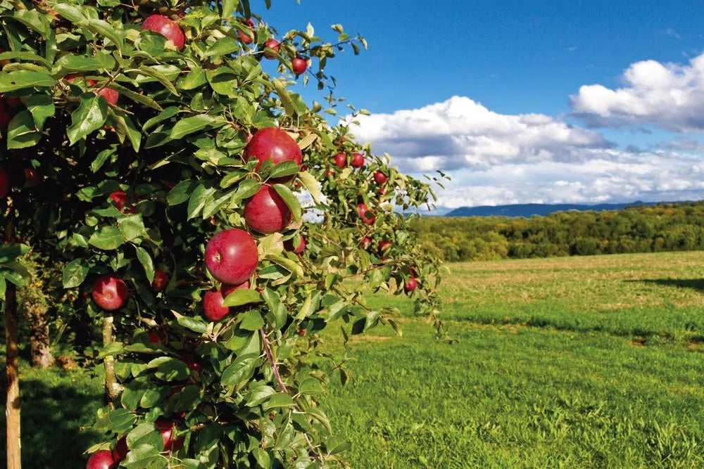 Apple orchard