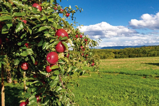 Apple orchard