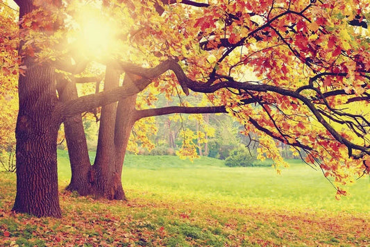 Autumn Park