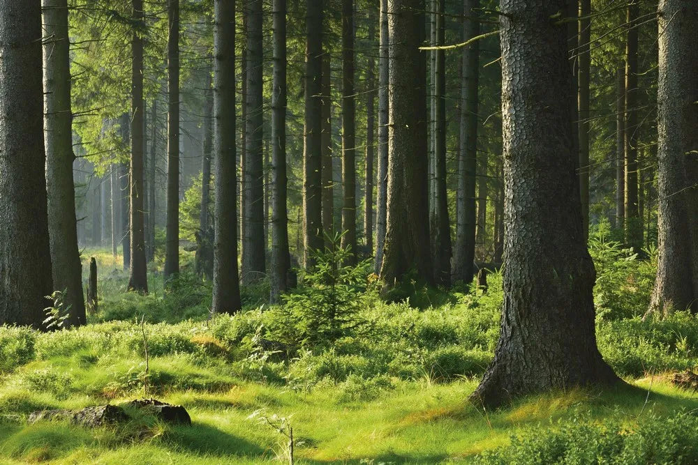 Dense forest