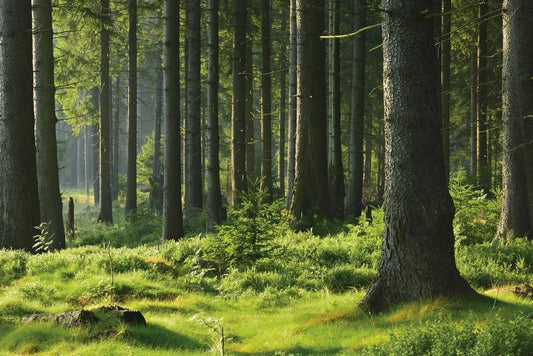 Dense forest