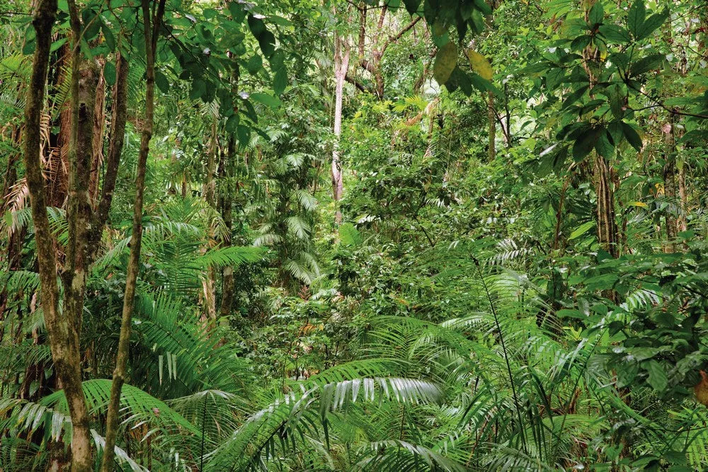 The dense jungle