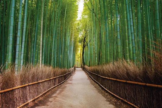 Bamboo forest