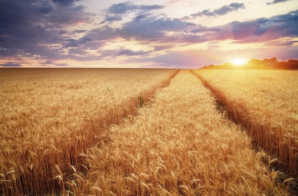 Wheat field