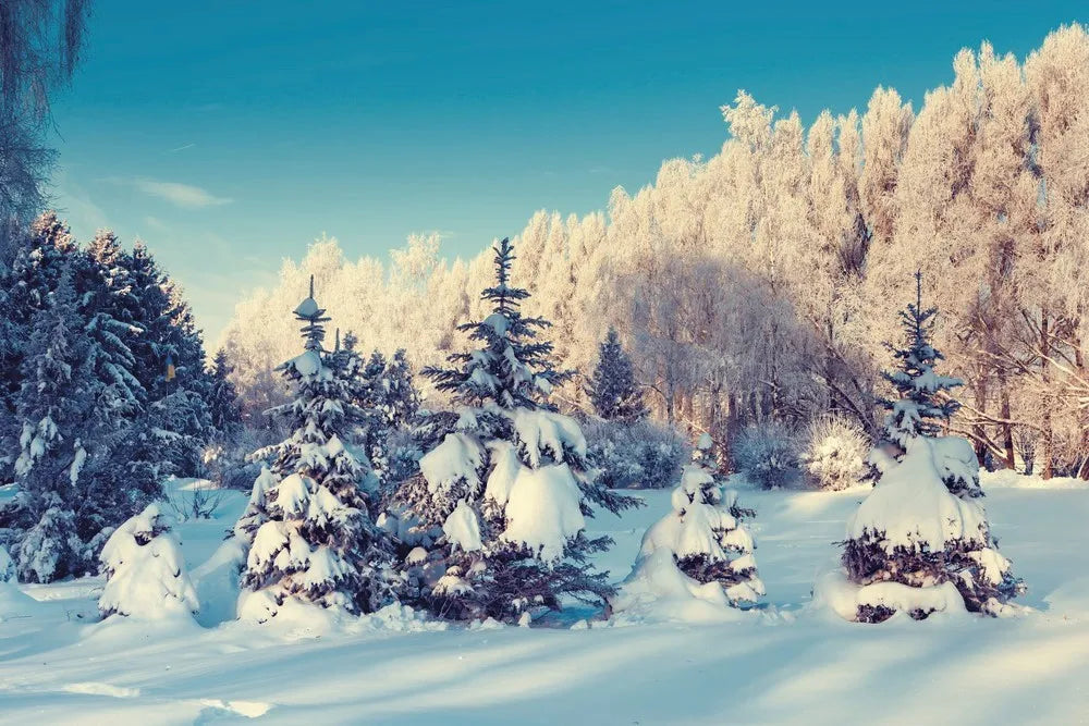 Winter forest