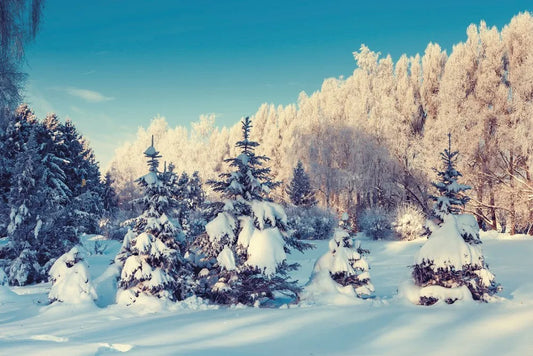 Winter forest