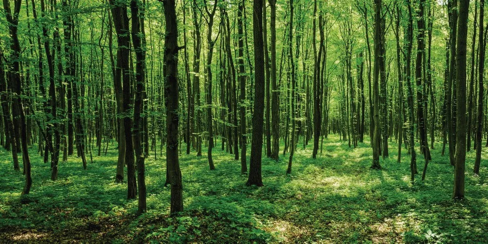 The success of the plantation