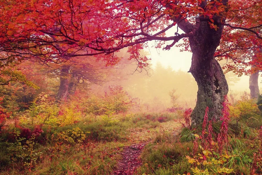 Autumn forest