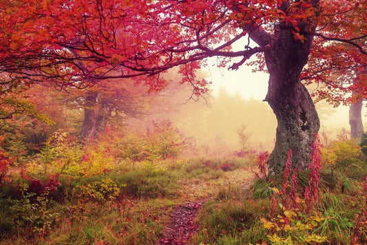 Autumn forest
