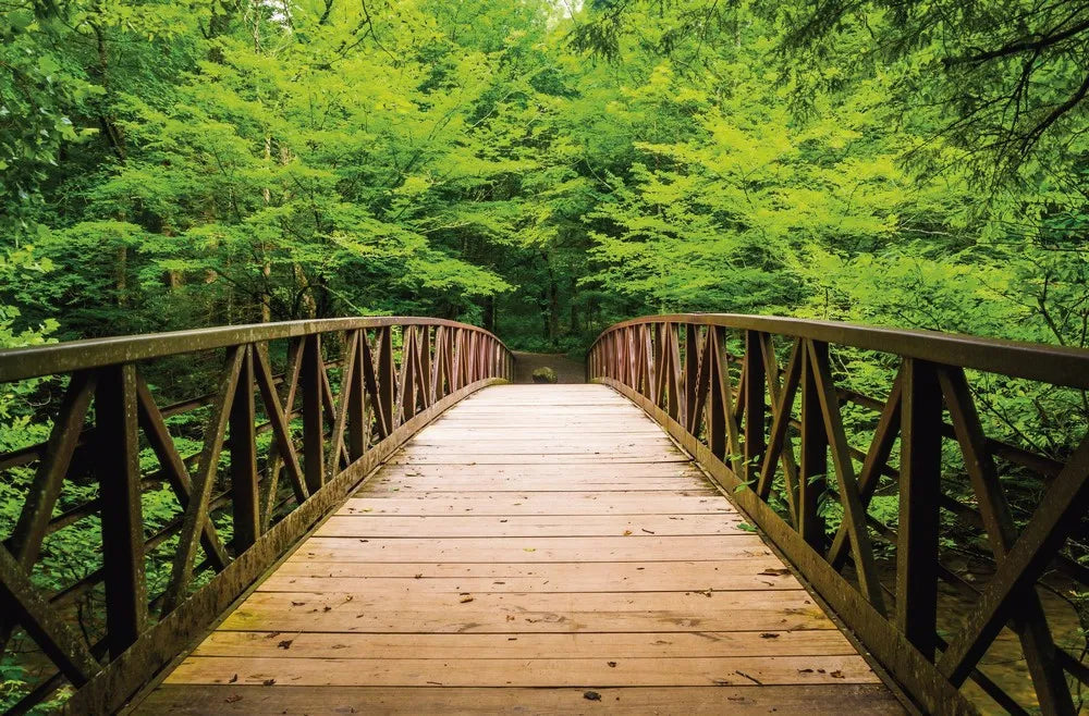 The bridge over the river in the forest