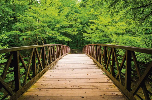 The bridge over the river in the forest