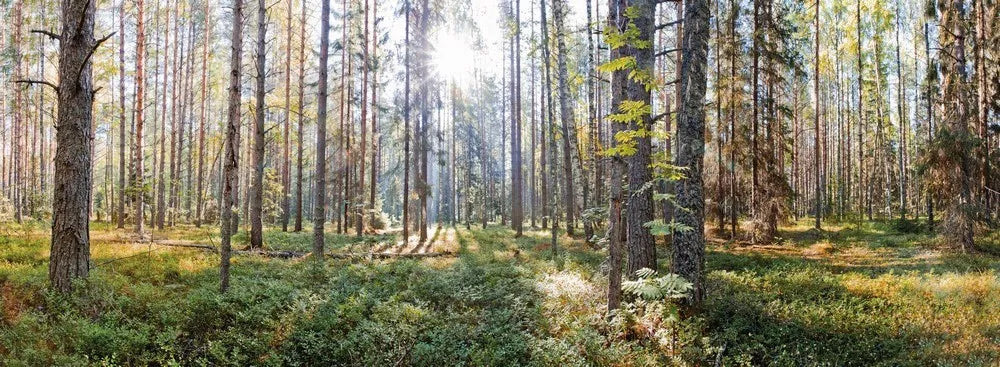 The dense forest