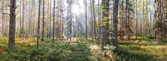 The dense forest