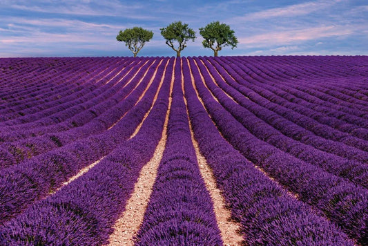 Lavender field