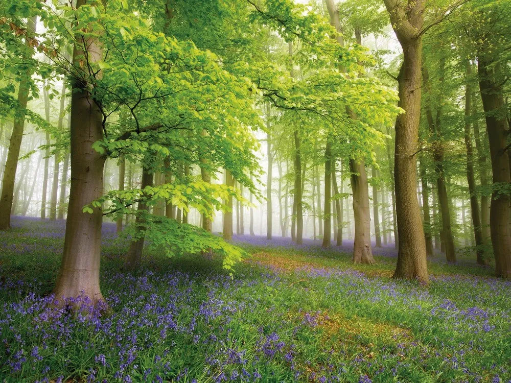 Flower glade in the forest