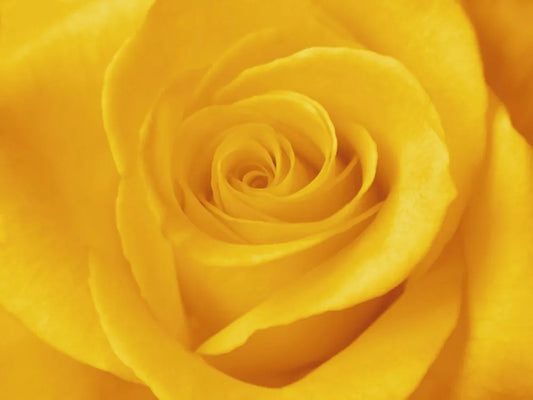 Yellow rose