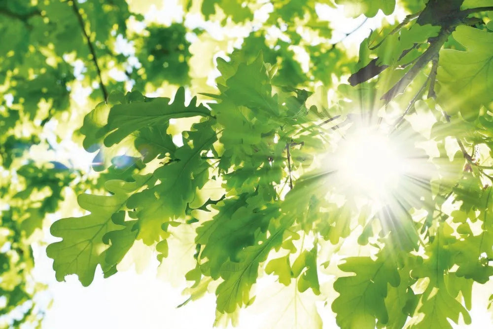 Foliage oak