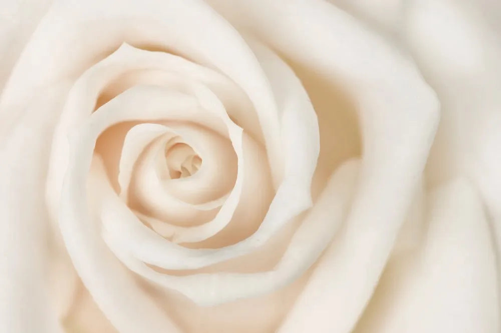 Rose beige