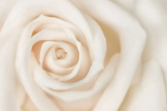 Rose beige