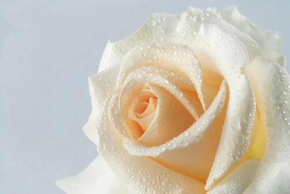 Rose with drops of dew