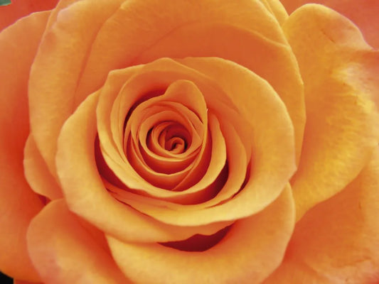 Yellow rose
