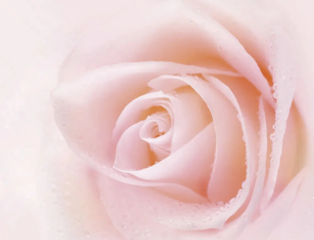 Delicate rose