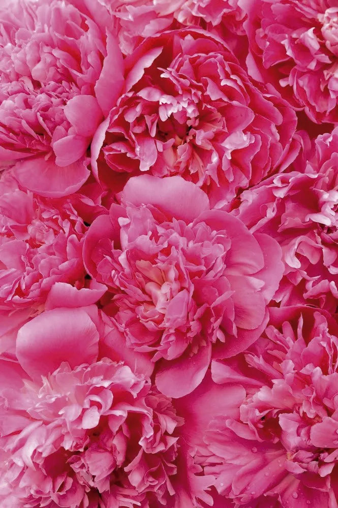 Chrysanthemum