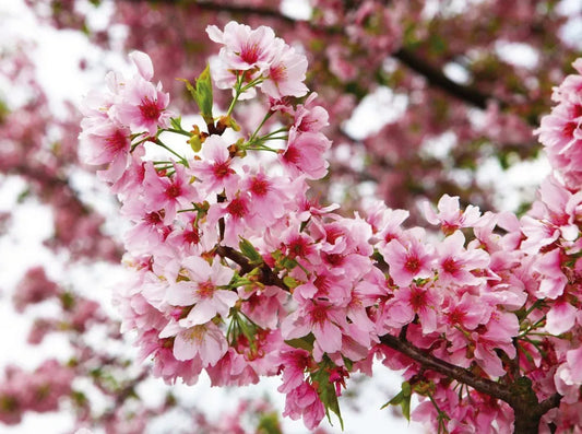 Cherry blossoms