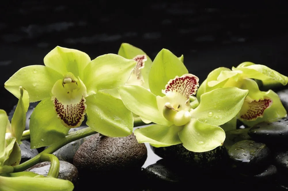 Green Orchid on the rocks