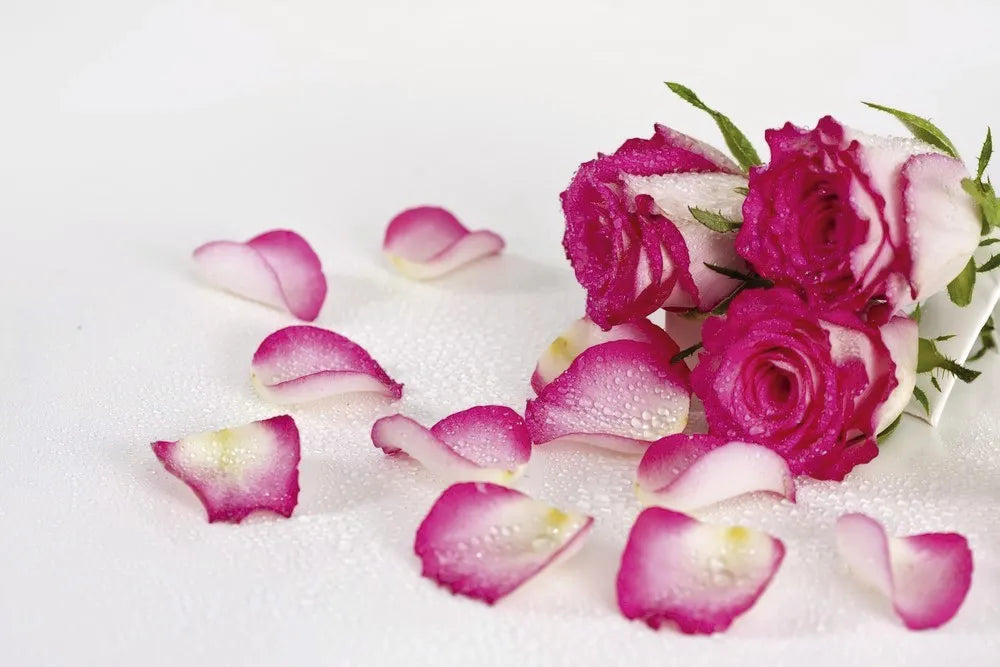 Roses, rose petals