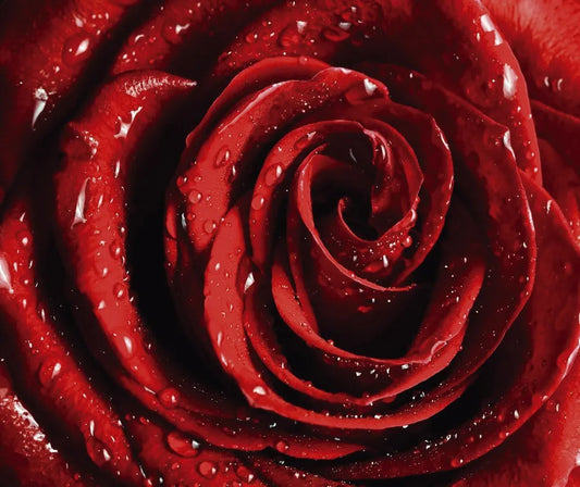 Red rose