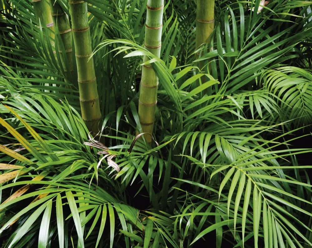 Palm leaves