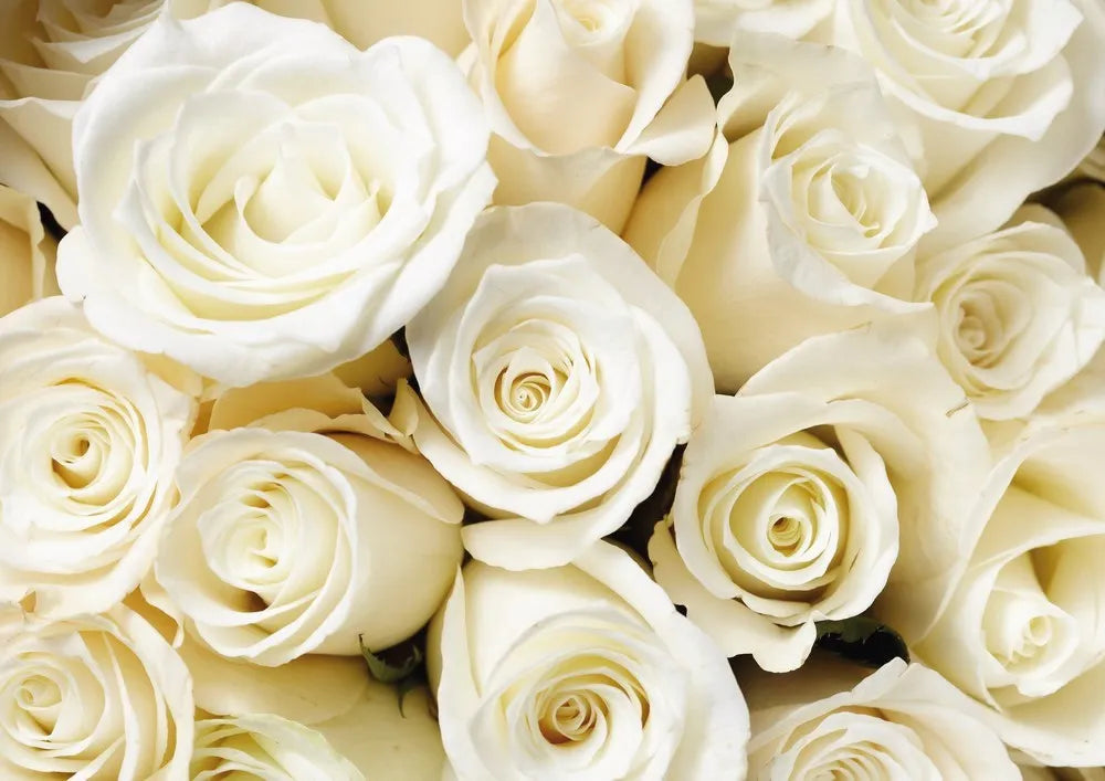 Roses. bouquet