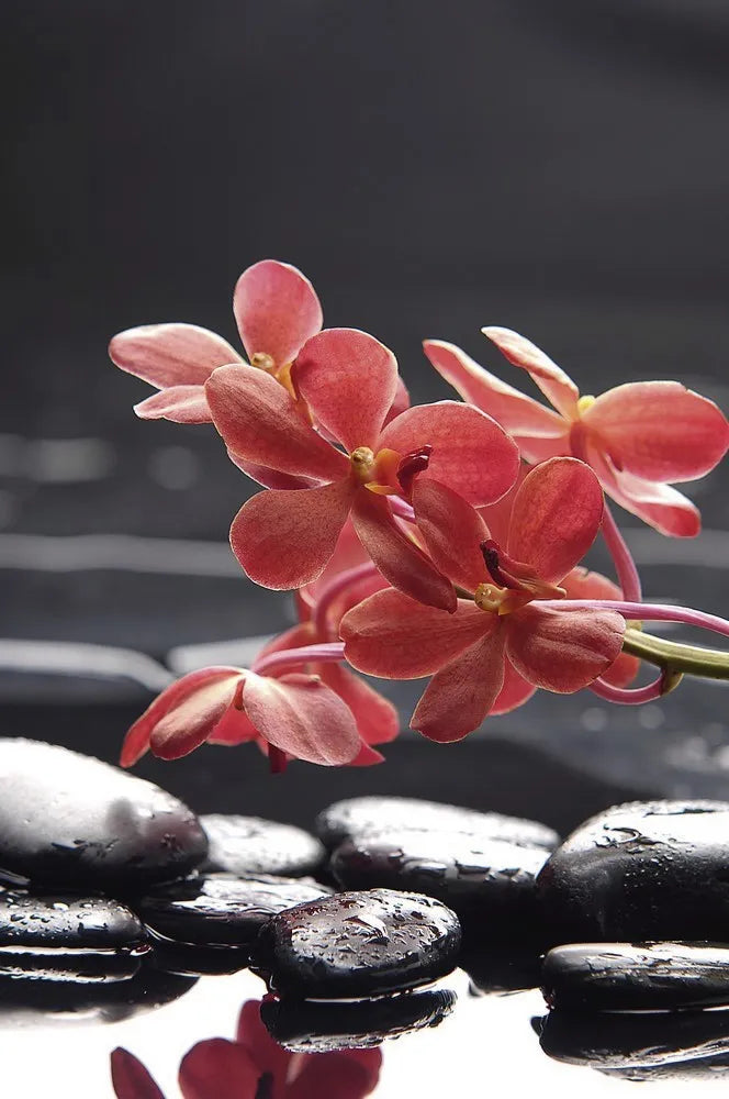 Orchid