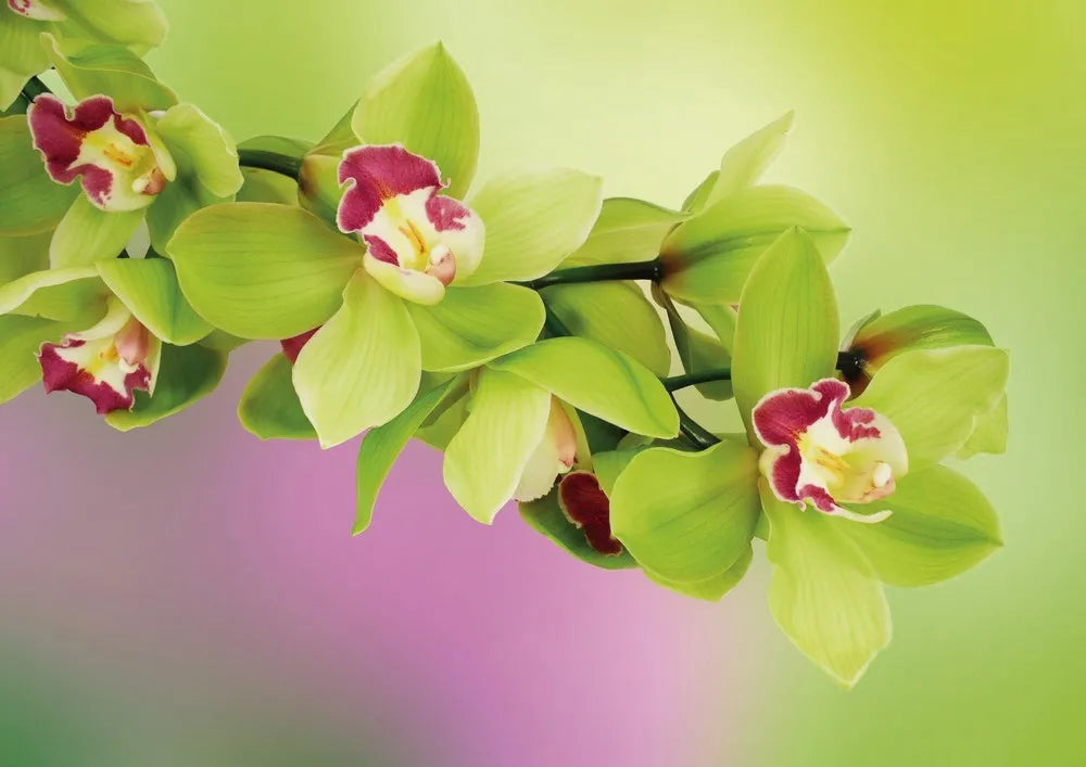 Green orchids