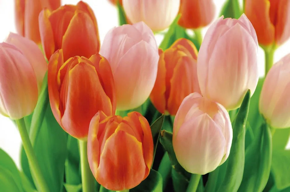 Tulips