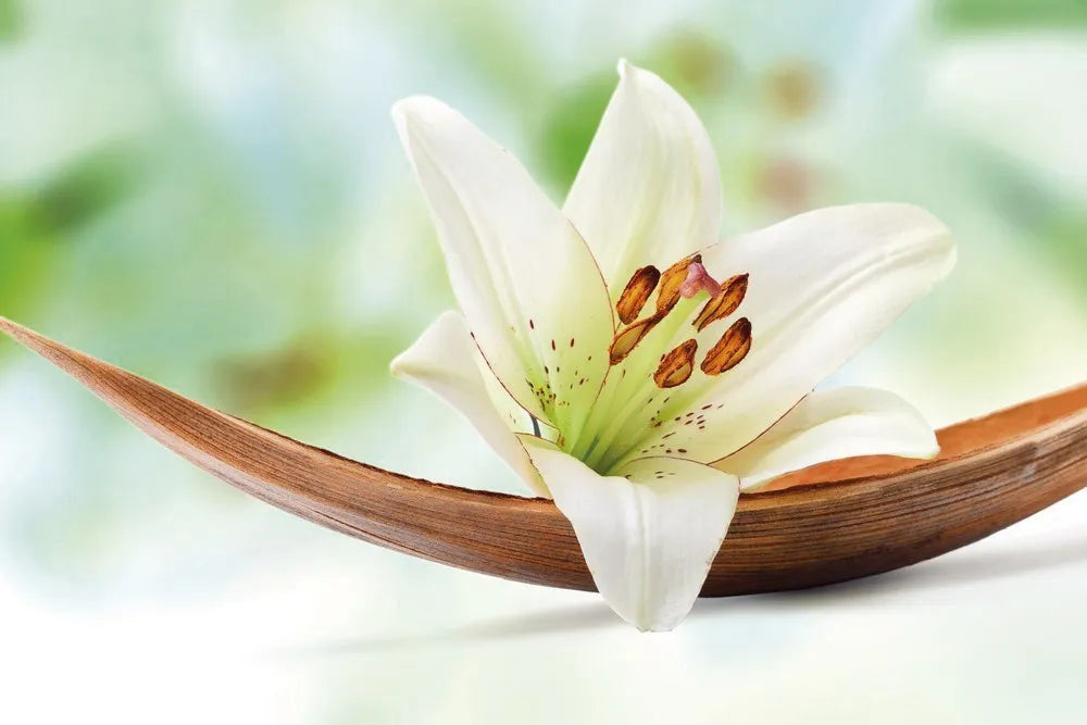 White Lily
